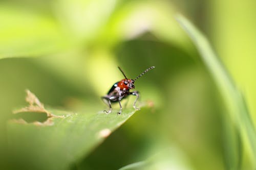 Безкоштовне стокове фото на тему «Beetle, Вибірковий фокус, зелений фон»