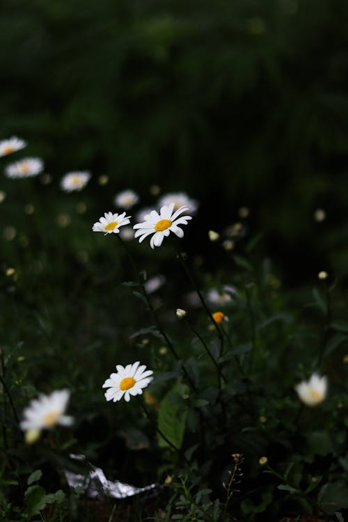 A close up of some white daisies in the grass