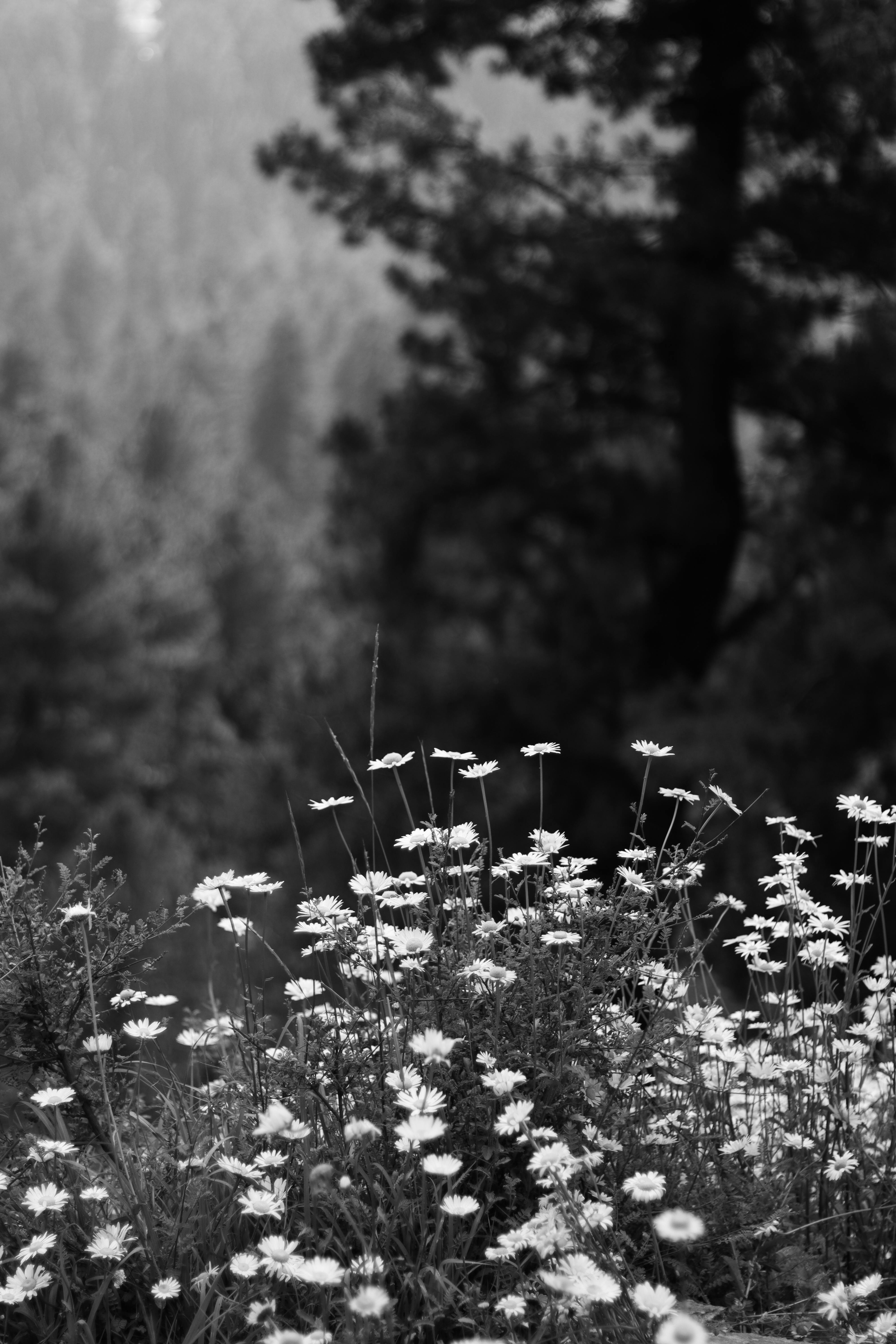 Black and white photo of flowers in the forest · Free Stock Photo, image size:4000x6000
