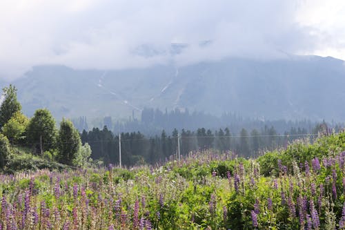 Foto stok gratis bidang, bunga, danau