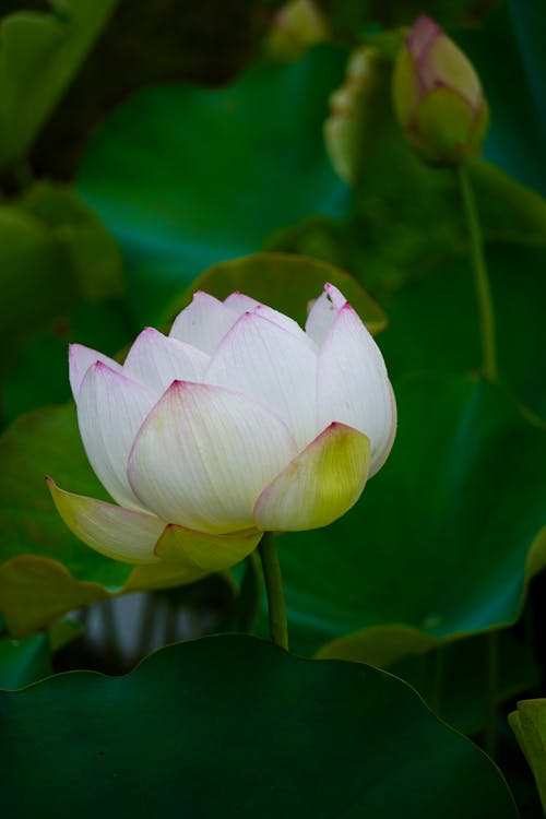 A white lotus flower with green leaves in the background