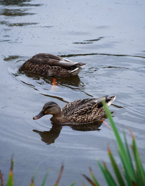 Two ducks swimming in a pond with green grass
