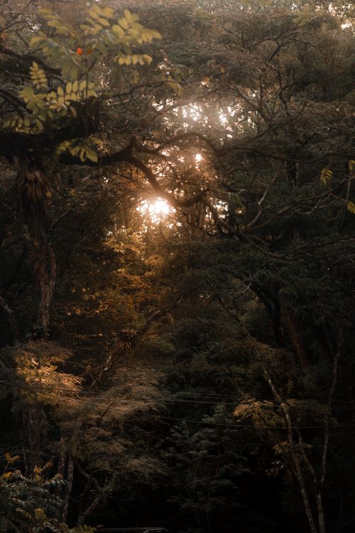 Free A captivating scene of sunset filtering through dense forest foliage, creating a warm, misty atmosphere. Stock Photo