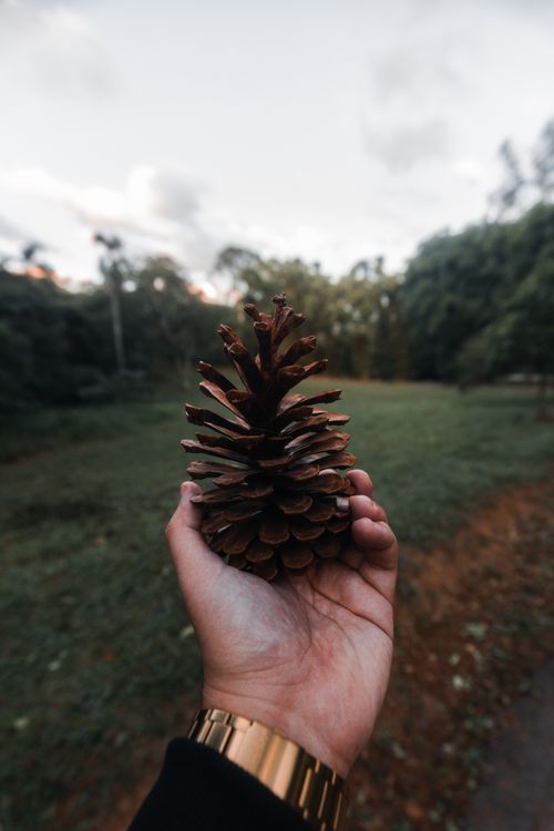 Free A close-up of a pine cone held in hand against a blurred park background in autumn. Stock Photo