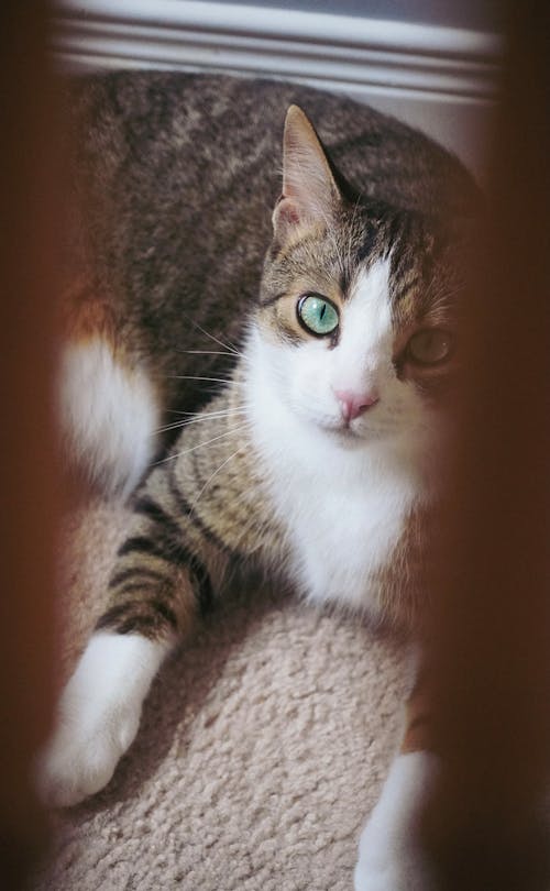 A cat with green eyes is sitting on the floor