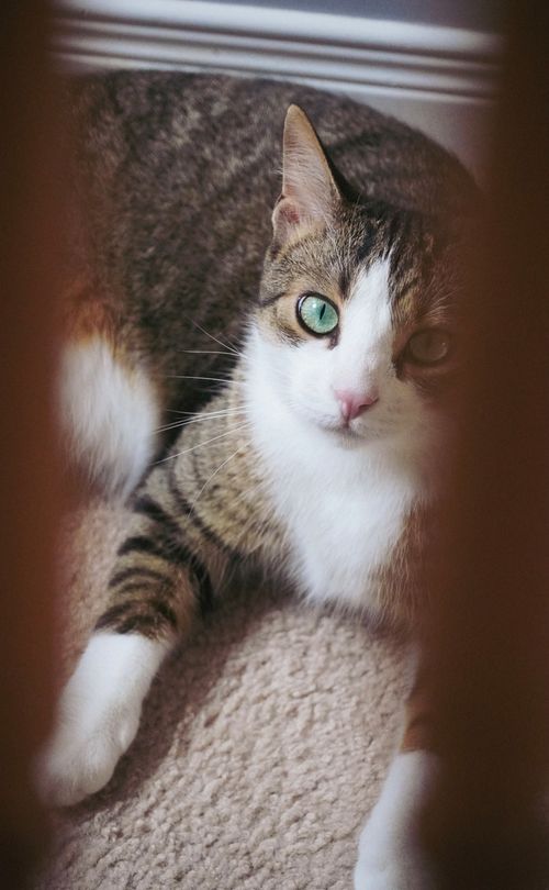 Free Close-up portrait of a cute tabby cat with green eyes lying indoors. Stock Photo