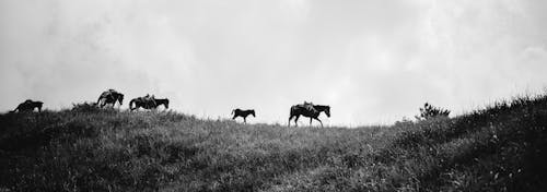 b amp w, black and white, horse 的 免费素材图片