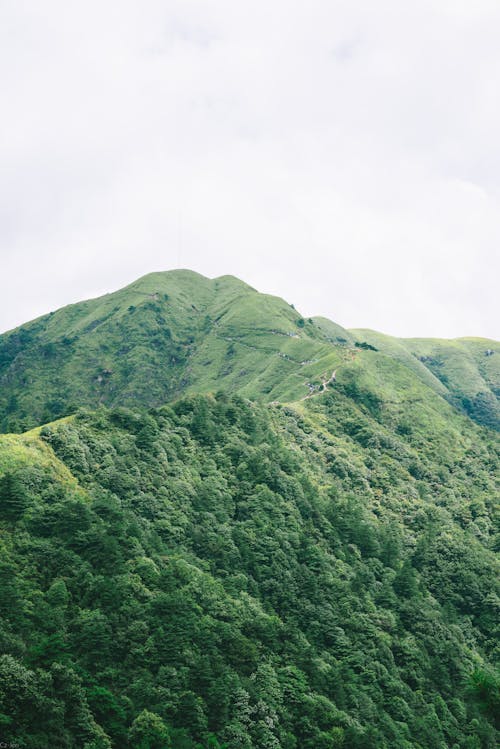 A mountain with green trees and a white sky