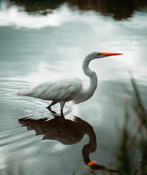 Bird Walking in Water