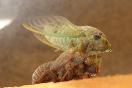A cicada is sitting on top of a bug
