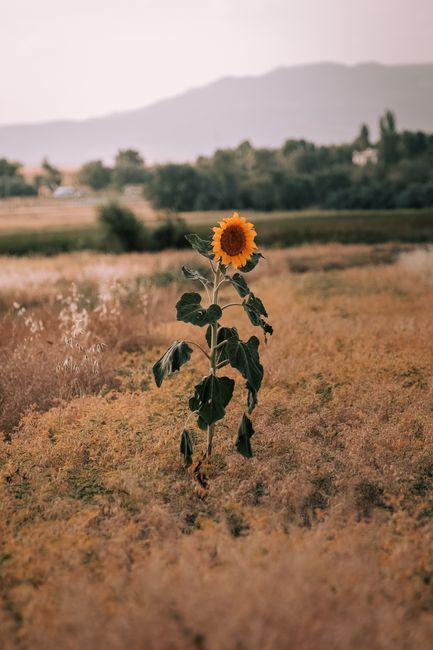 A solitary sunflower stands tall in a rural field under the warm summer light.