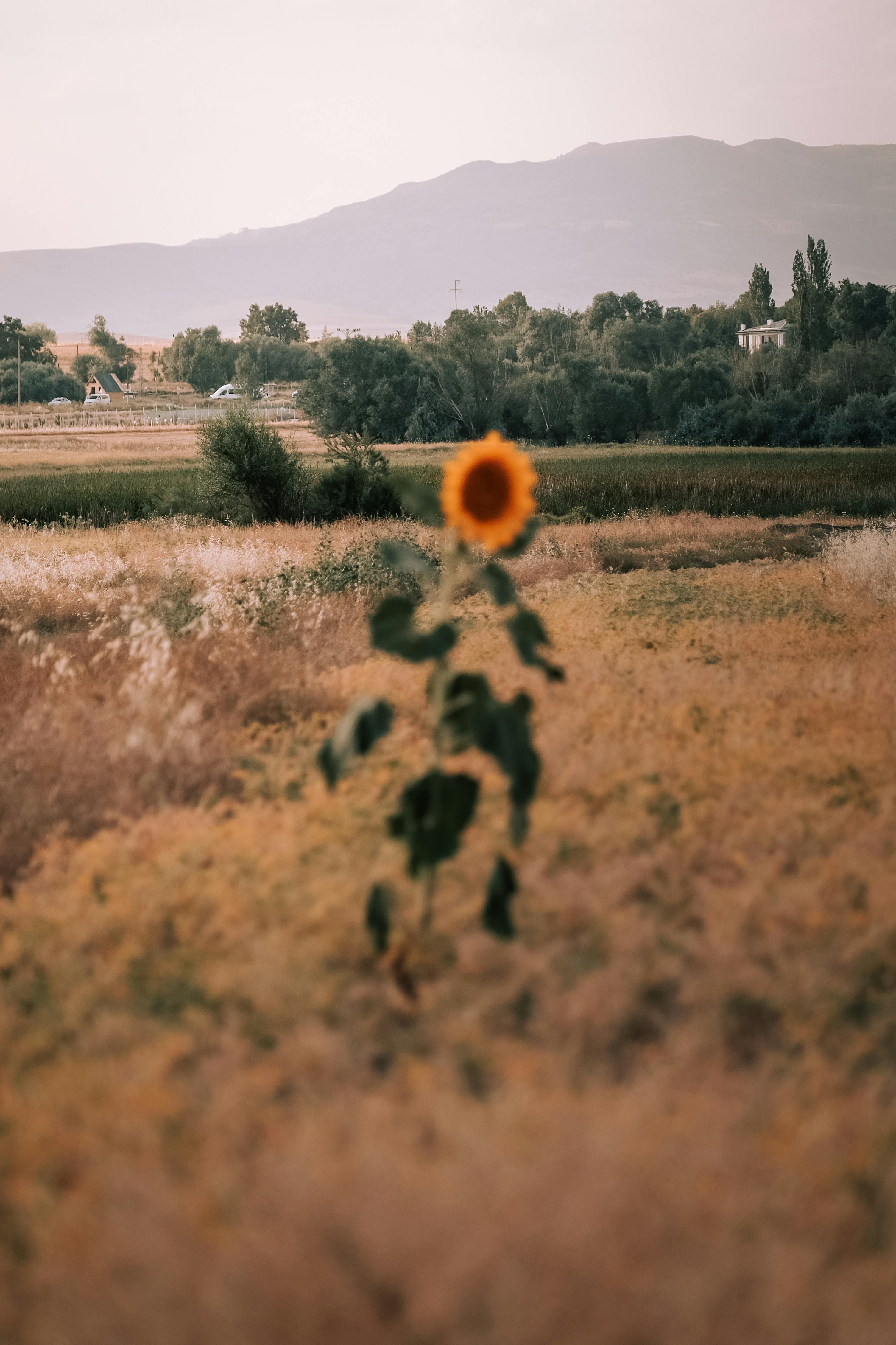 A lone sunflower stands tall in a serene rural meadow with a mountain backdrop.