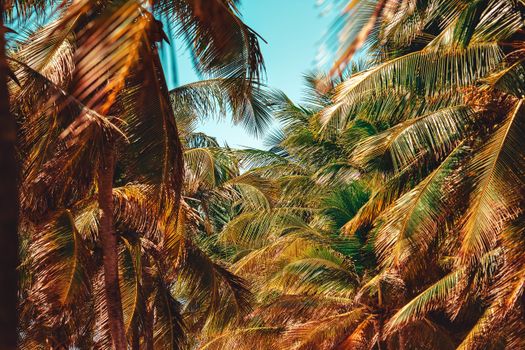 Vibrant palm trees basking under bright sunlight in a tropical paradise setting.