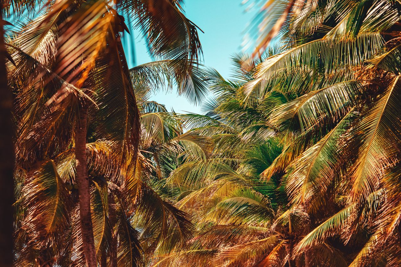 vibrant palm trees basking under bright sunlight in a tropical paradis