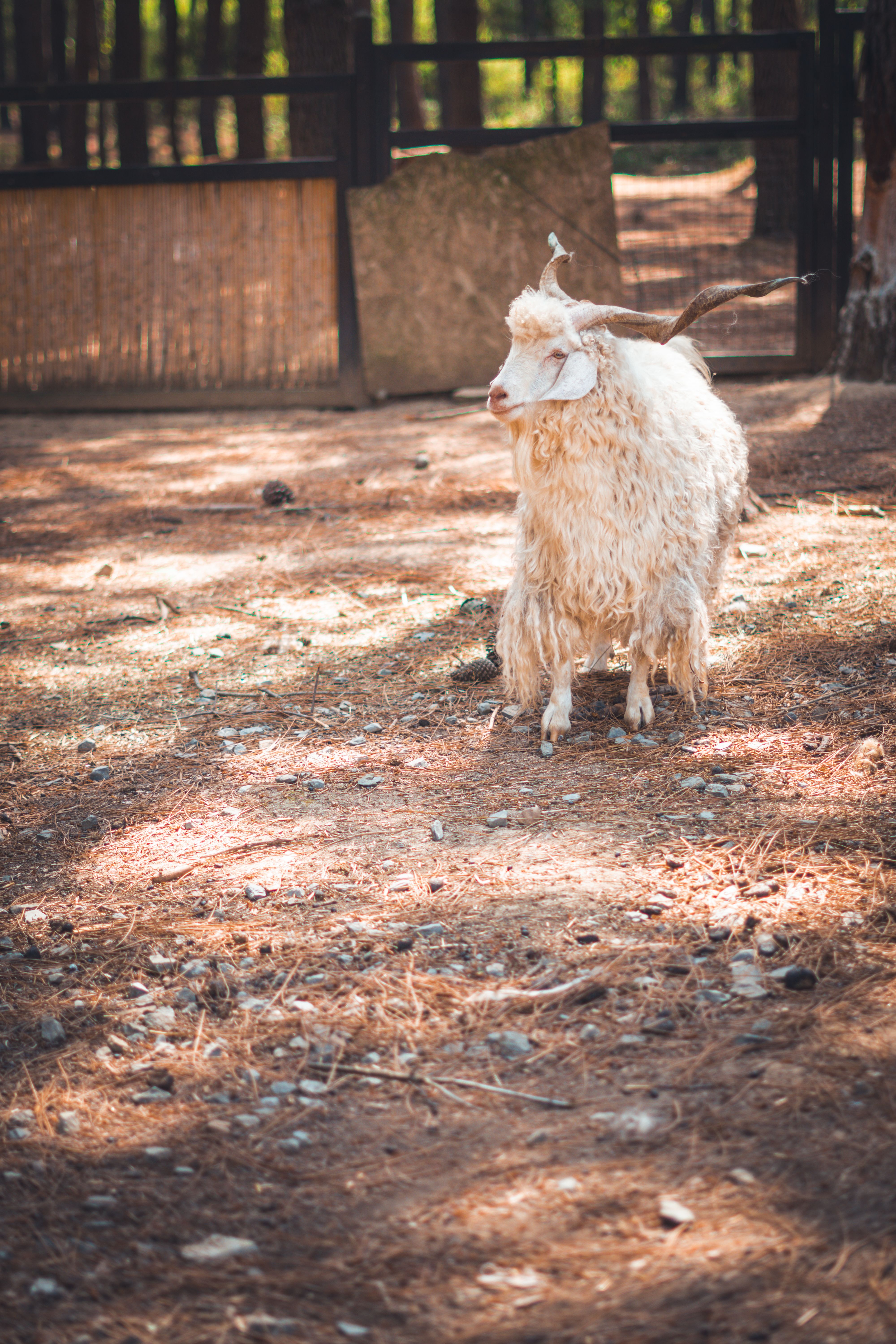 A fluffy goat stands in a rustic outdoor farm setting under soft sunlight.