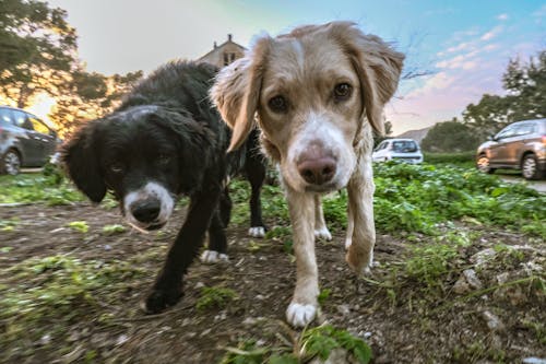 Free stock photo of abandoned dog, abbandono, adorable