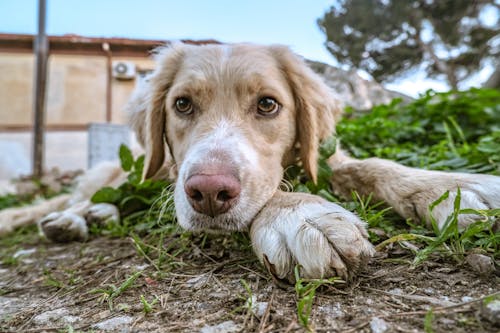 Free stock photo of abandoned dog, abbandono, adorable