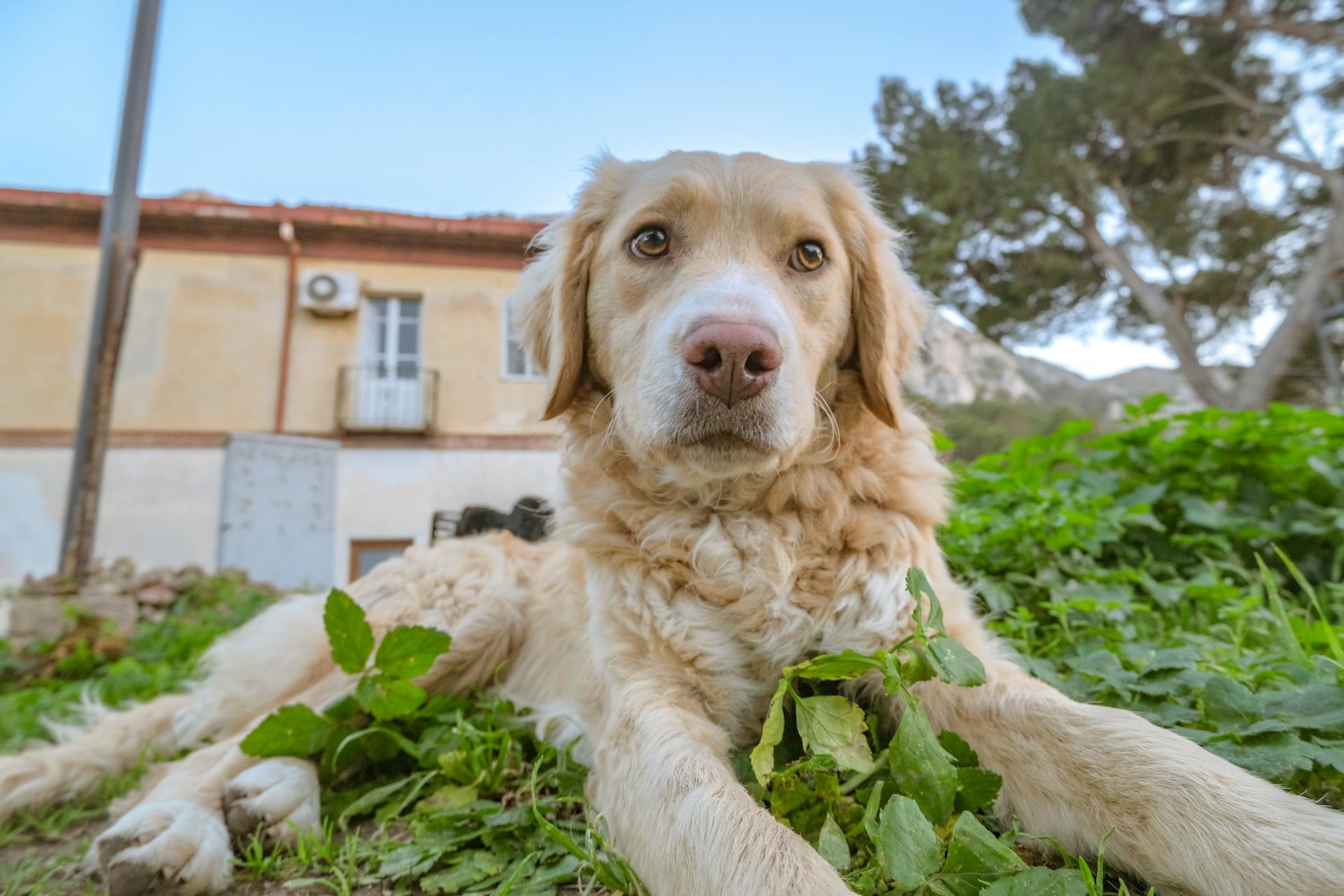 Le golden retriever adulte