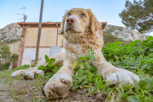 Free stock photo of abandoned dog, abbandono, adorable