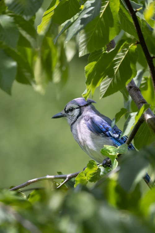 Blue Jay on Tree