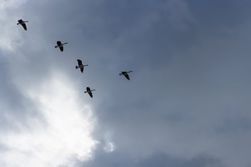 Free stock photo of birds, birds flying, ducks