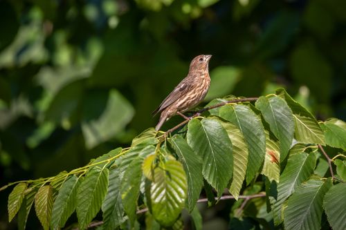 Free Close-up of a House Finch (Haemorhous mexicanus) on a branch surrounded by vibrant green leaves. Stock Photo
