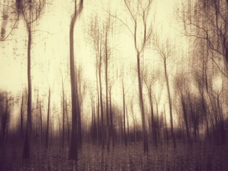 A haunting sepia-toned forest landscape with tall, bare trees enveloped in fog and mist, creating a mysterious atmosphere.