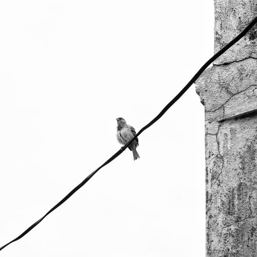 Free A solitary bird perched on a wire, captured in a minimalist black and white composition. Stock Photo