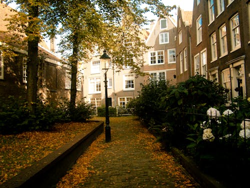 Free stock photo of amsterdam, nature