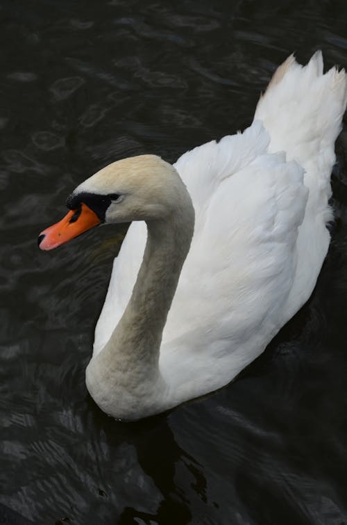 Swan