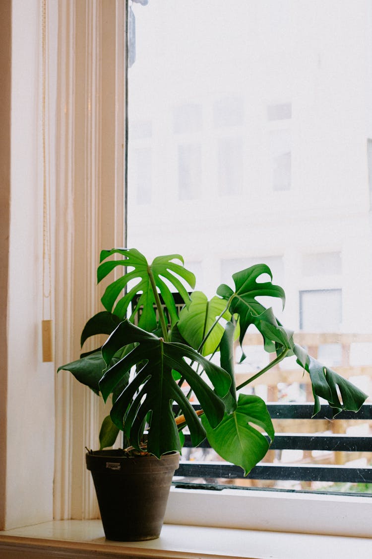 Plant In Flowerpot On Windowsill