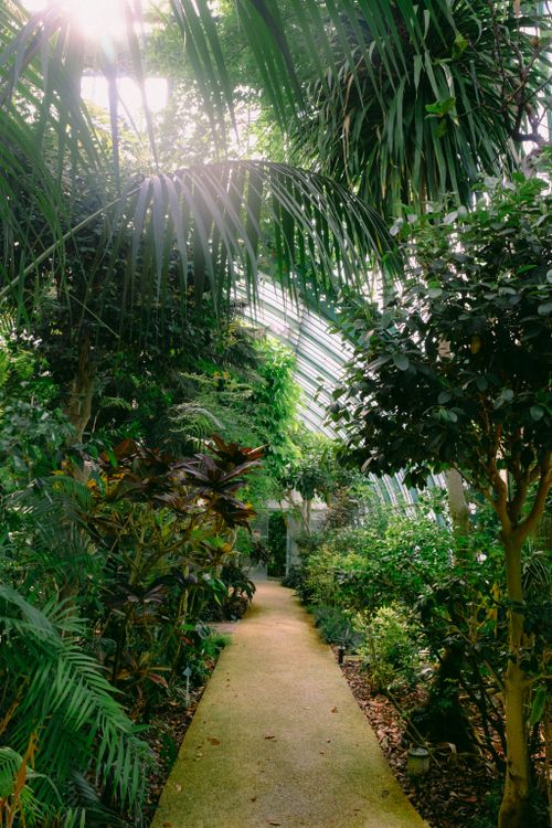 Free Explore the vibrant green foliage in a serene tropical conservatory setting. Stock Photo