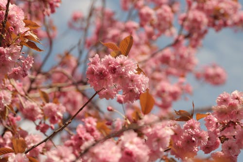 Бесплатное стоковое фото с весна, дерево, европа
