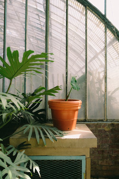 Plant in Pot in Front of Greenhouse