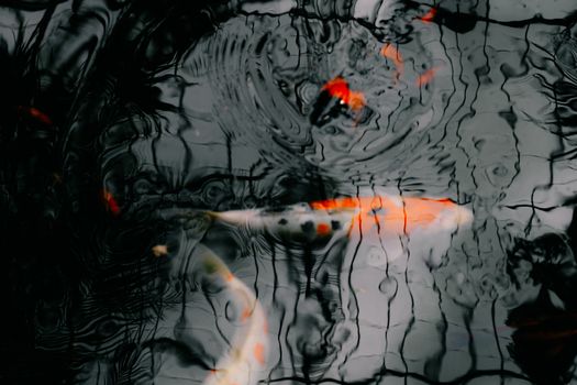 Vivid koi fish swimming under rippling water with intricate reflections.