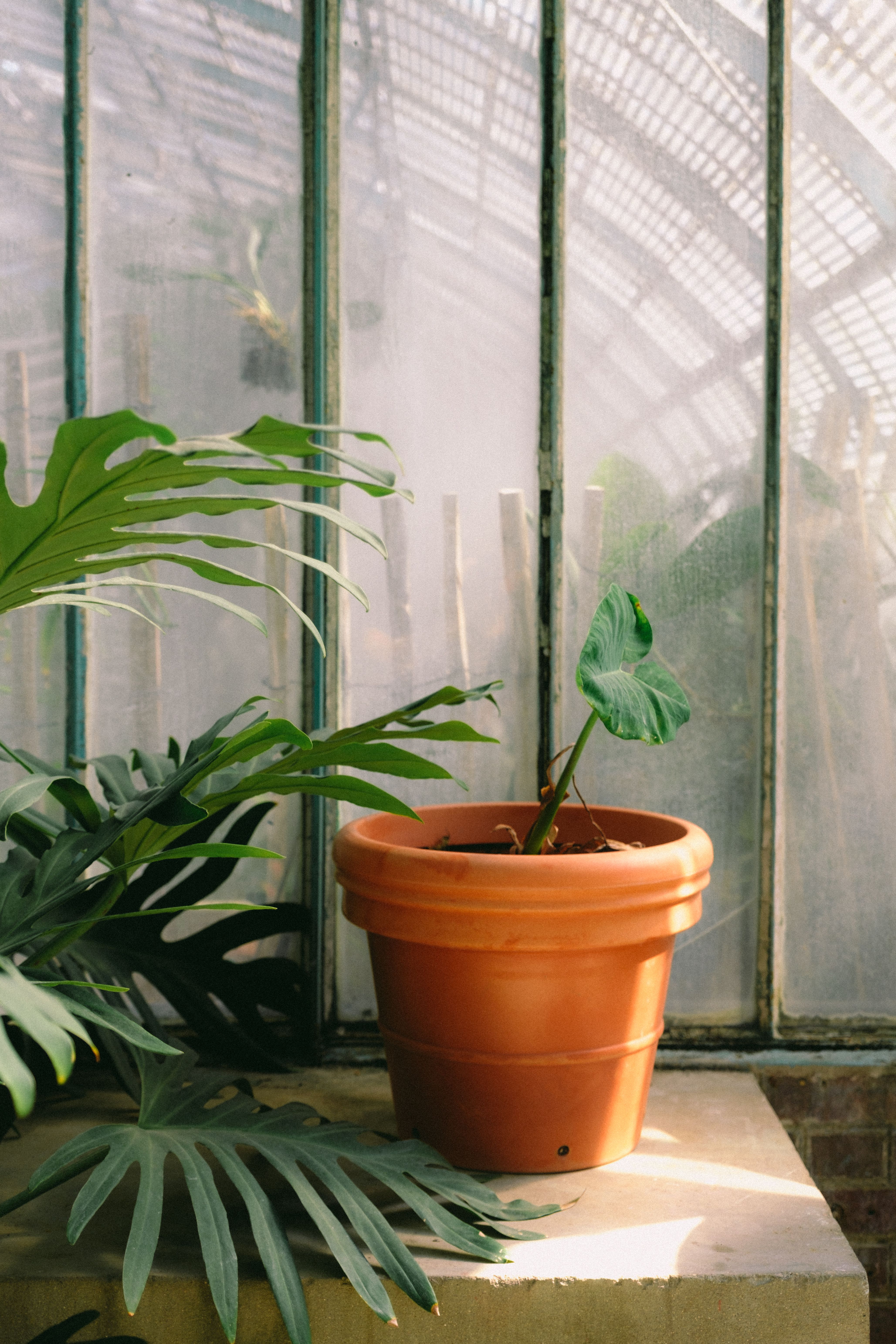 A potted plant sitting on a window sill in front of a window · Free ...
