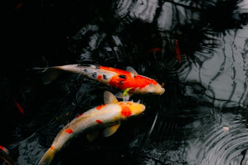 Two koi fish swimming in a pond with black water