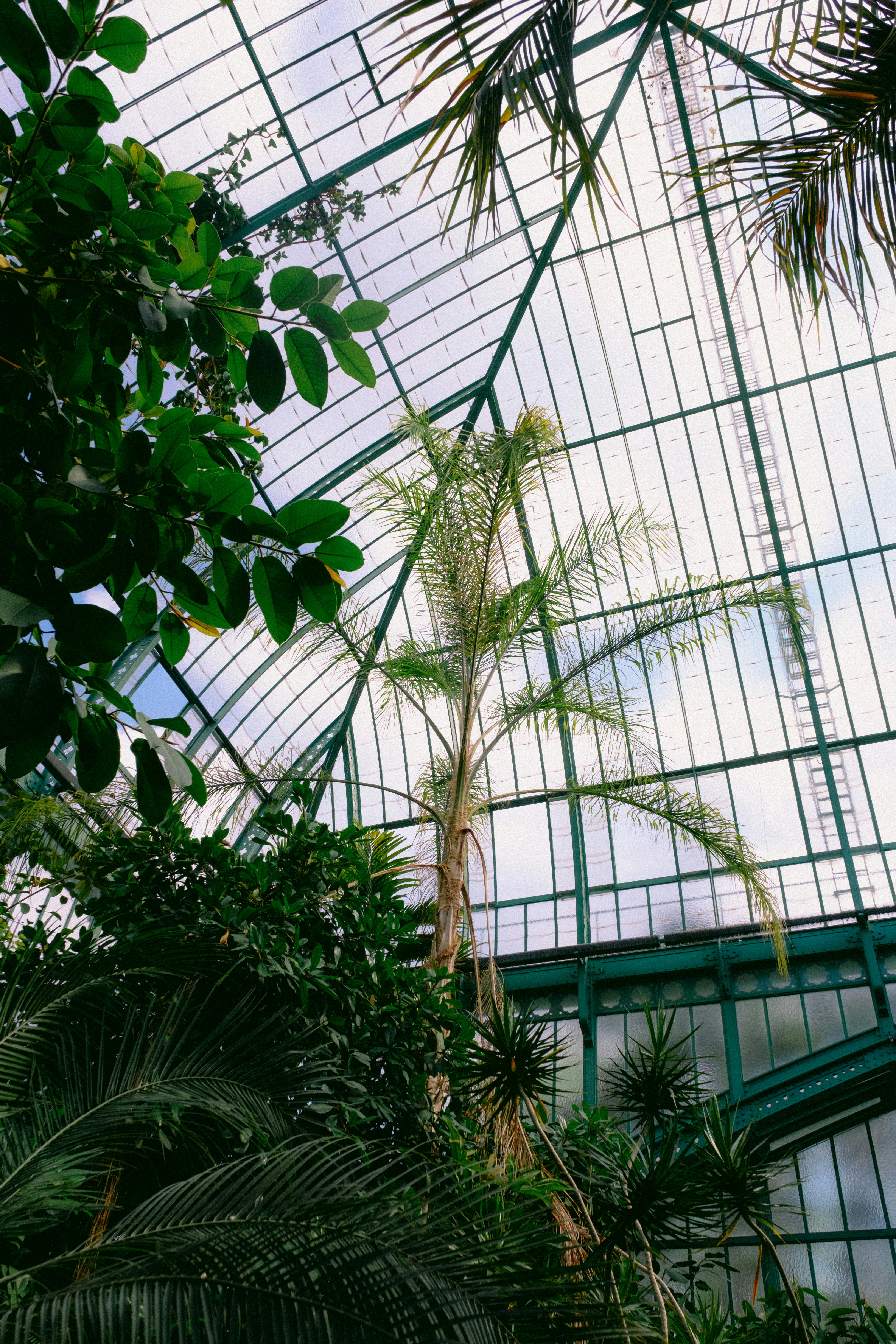 A vibrant display of tropical plants inside a modern glass conservatory, showcasing lush greenery.
