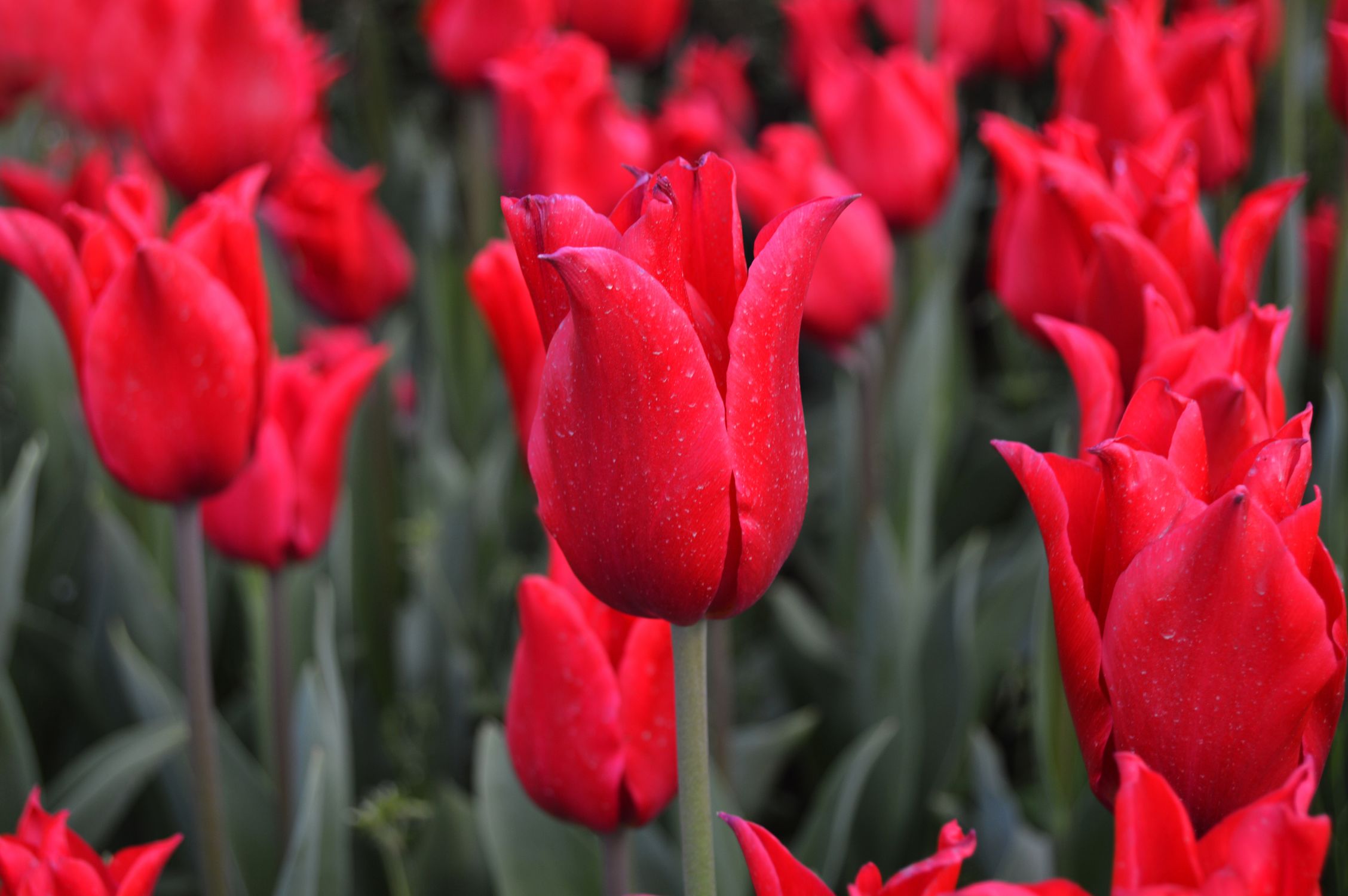 Rust Red Tulip red tulip · Free Stock Photo