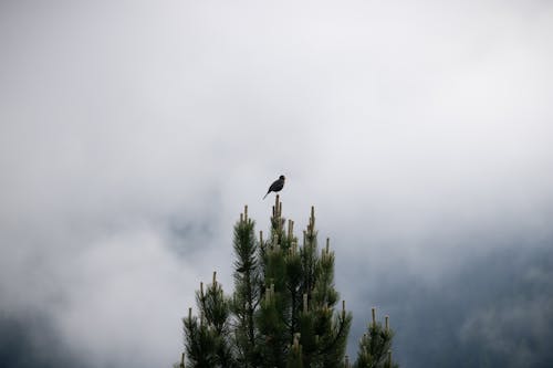 A bird is perched on top of a pine tree