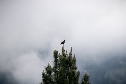 A solitary bird perched on a pine tree against a misty backdrop in Mayrhofen, Tirol.