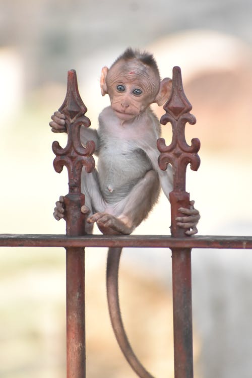 Cute baby monkey in hampi