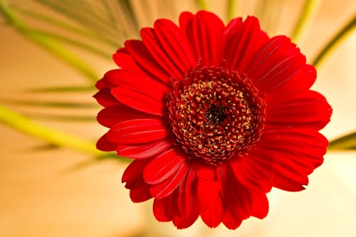 “非洲菊雛菊”, 插花, 明亮 的 免費圖庫相片