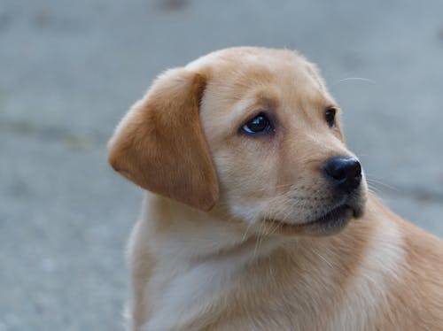 Golden Retriever Puppy