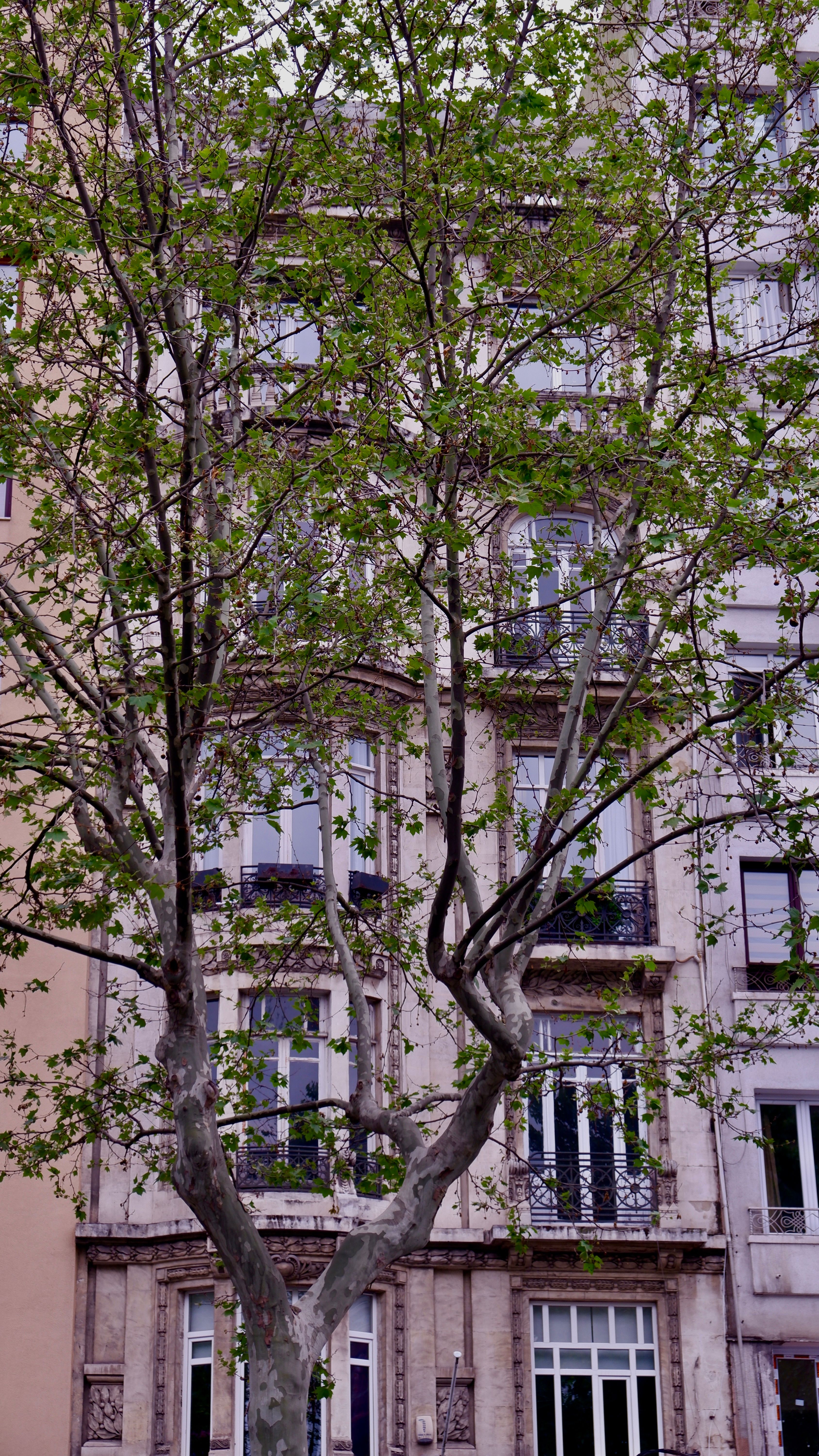 A tree in front of a building with a window · Free Stock Photo