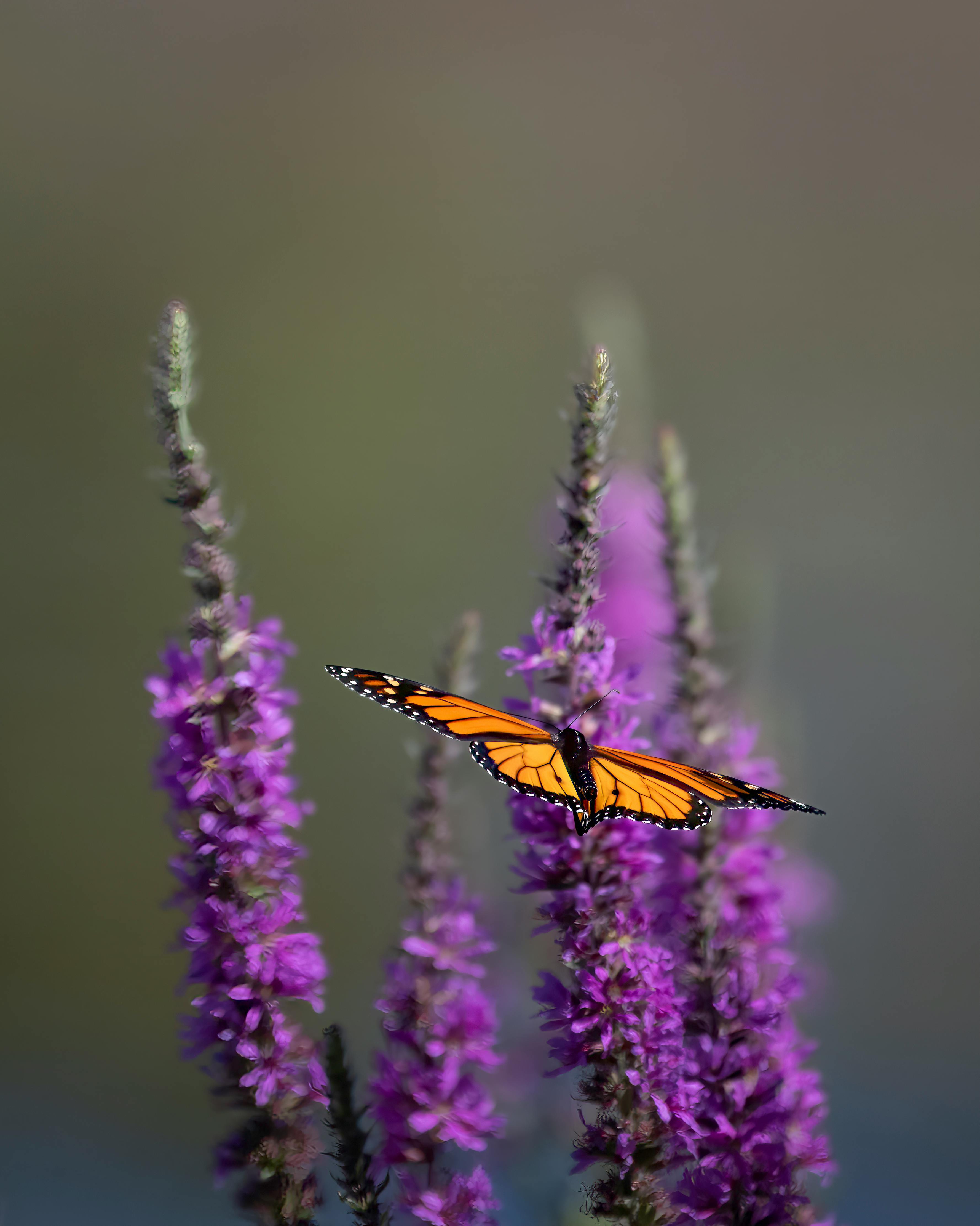 Δωρεάν στοκ φωτογραφιών με biome, danaus plexippus, macro Φωτογραφία από στοκ φωτογραφιών