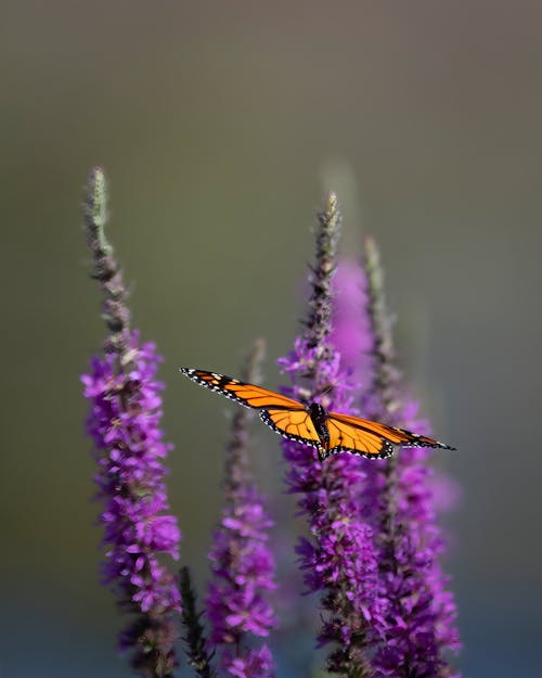 A butterfly is perched on top of purple flowers
