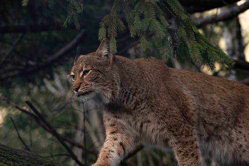 Close-up of an Eurasian Lynx in a Forest 