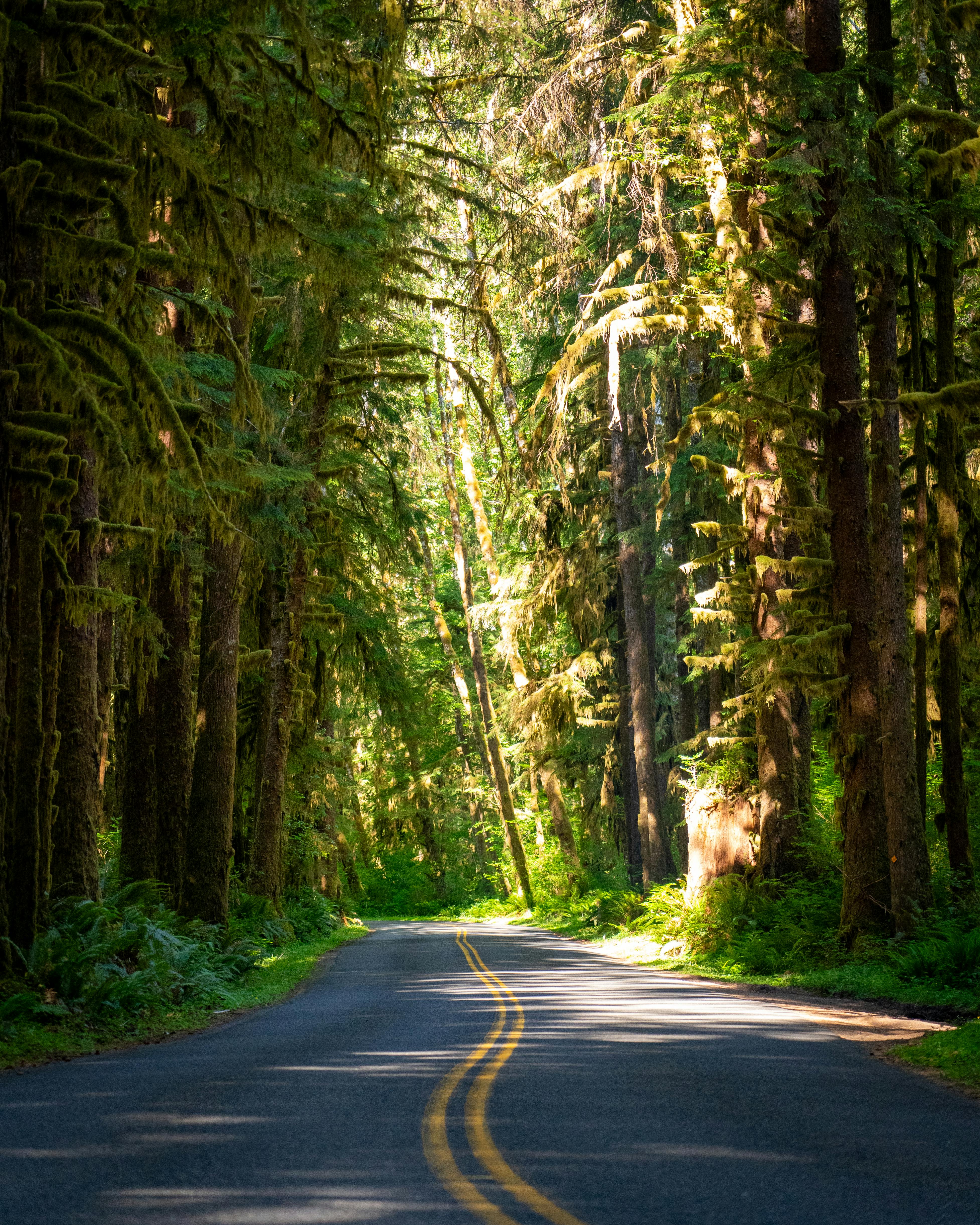 Serene asphalt road winding through lush green trees in Hoh Rainforest, perfect for a nature escape.