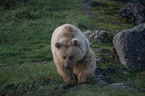 Polar Bear on Grass